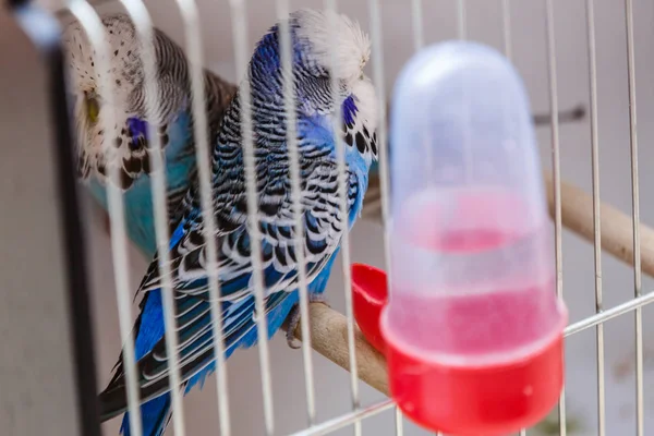 Mavi Papağan Kafeste Yaklaş — Stok fotoğraf