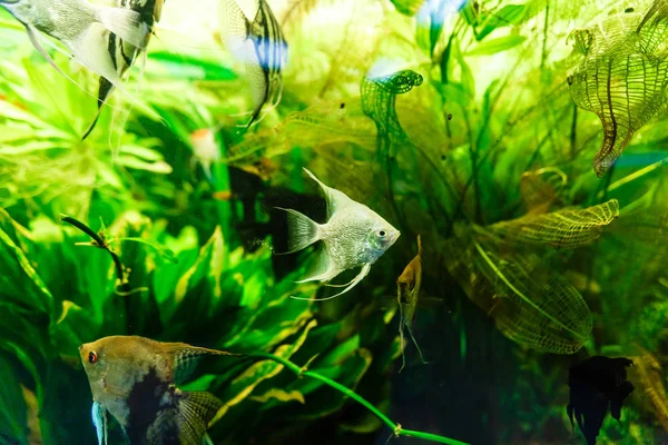 Coloridos Peces Tropicales Nadando Acuario — Foto de Stock