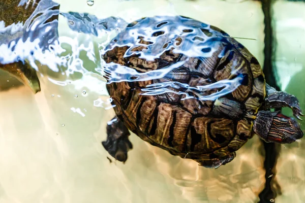 Zamknij Widok Zielonego Żółwia Zbiorniku Akwarium — Zdjęcie stockowe