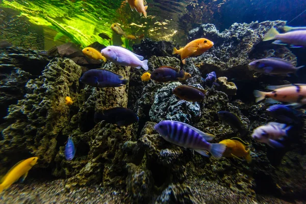 Coloridos Peces Tropicales Nadando Acuario — Foto de Stock