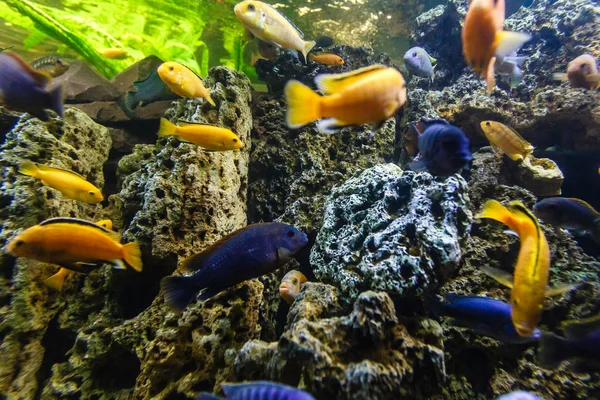 Coloridos Peces Tropicales Nadando Acuario — Foto de Stock