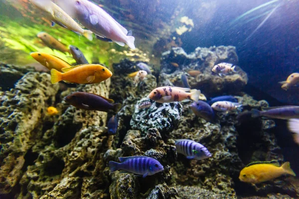 Kleurrijke Tropische Vissen Zwemmen Aquarium — Stockfoto