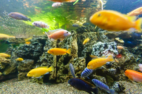 Poisson Tropical Coloré Nageant Dans Aquarium — Photo