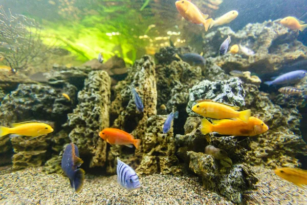 Poisson Tropical Coloré Nageant Dans Aquarium — Photo