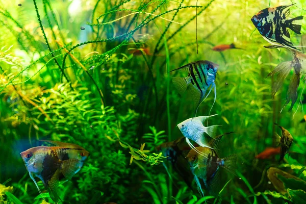 Coloridos Peces Tropicales Nadando Acuario —  Fotos de Stock