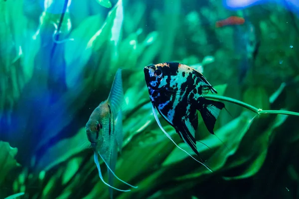 Pesci Tropicali Colorati Che Nuotano Acquario — Foto Stock