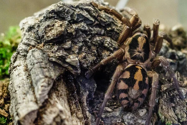 Close View Exotic Furry Tarantula Spider — Stock Photo, Image