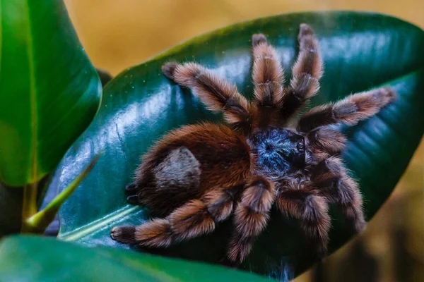 Pohled Exotickou Chlupatou Tarantulu Pavouk — Stock fotografie