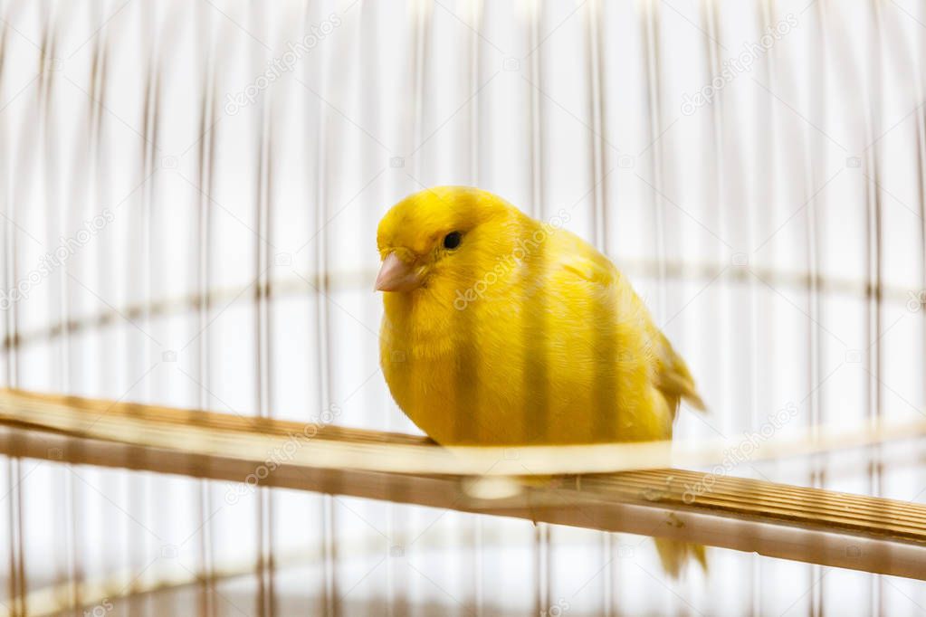 Close view of yellow canary sitting in cage