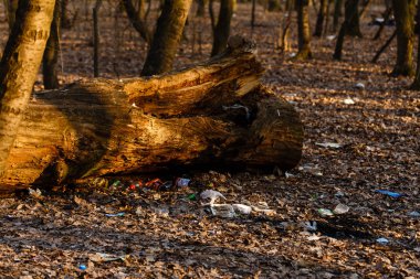 Ormandaki yaşlı ağaç