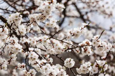 İlkbaharda çiçek açan kayısı beyaz şube görünümü Kapat