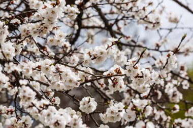 İlkbaharda çiçek açan kayısı beyaz şube görünümü Kapat