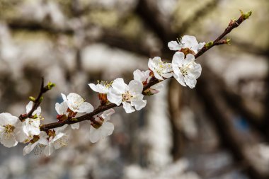 İlkbaharda çiçek açan kayısı beyaz şube görünümü Kapat