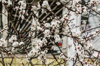 İlkbaharda çiçek açan kayısı beyaz şube görünümü Kapat