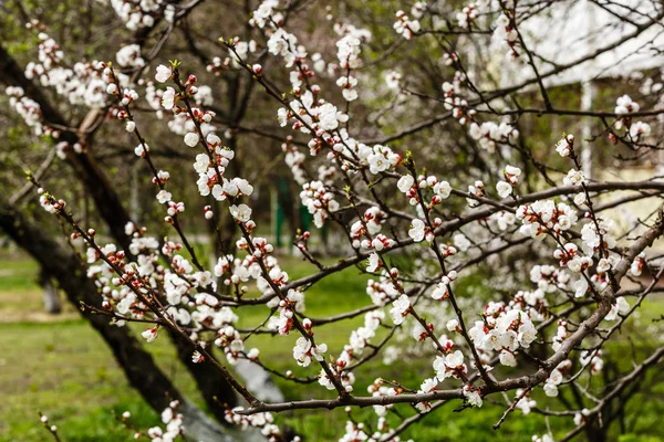 Schließen Sie Die Weißen Zweige Der Blühenden Aprikose Frühling — Stockfoto