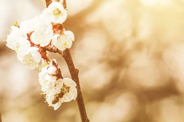 Vista Vicino Dei Rami Bianchi Albicocca Fiore Primavera — Foto Stock