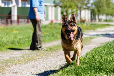 Sevgili Alman çoban köpeği yazın dışarıda.