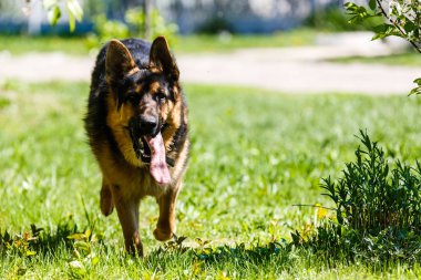 Kahverengi köpek Alman Çoban yeşil güneşli parkta dinlenme