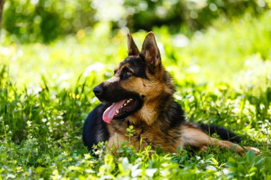 Kahverengi köpek Alman Çoban yeşil güneşli parkta dinlenme