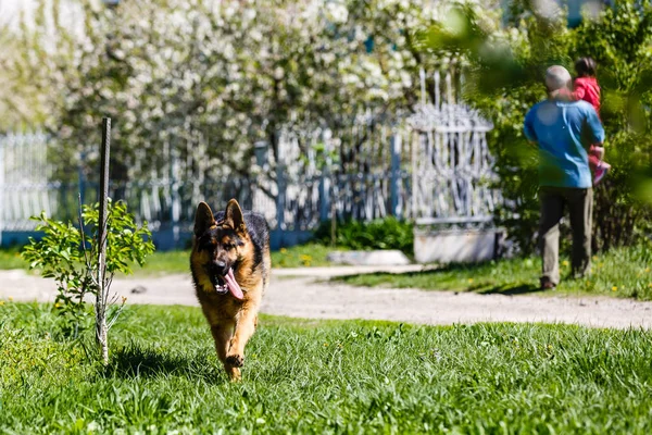 Σκύλος Παίζει Στο Πάρκο — Φωτογραφία Αρχείου