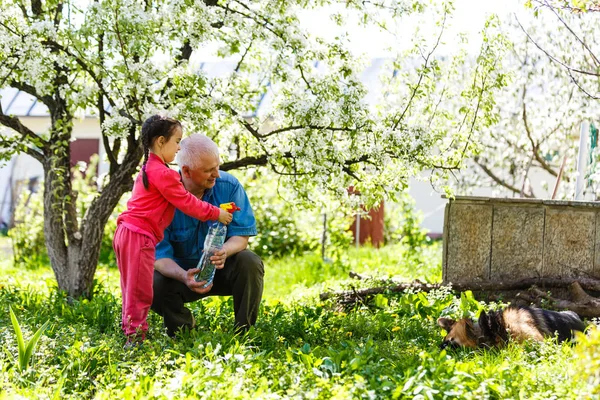 Дід Онукою Собакою Відпочиває Весняному Саду — стокове фото