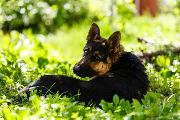 Brown Cão Pastor Alemão Descansando Parque Ensolarado Verde — Fotografia de Stock