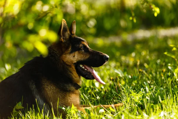 Kahverengi köpek Alman Çoban yeşil güneşli parkta dinlenme