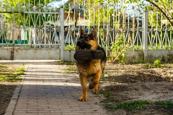 Собака Розводить Німецьку Вівчарку Парку — стокове фото