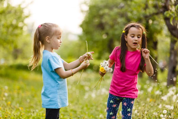 Dua Saudari Kecil Yang Bahagia Berjalan Lapangan Dengan Dandelion — Stok Foto