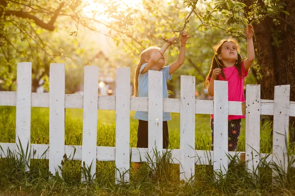 stock image Little mischievous girls behind white fence in countryside 