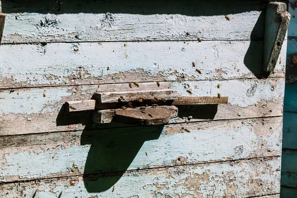 오래된 벌집에서 꿀벌의 가까이보기 — 스톡 사진