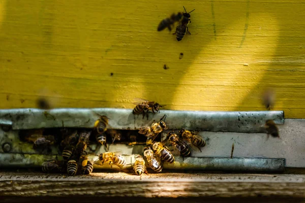 Sarı Arı Kovanlarında Bal Arılarının Yakın Görünümü — Stok fotoğraf