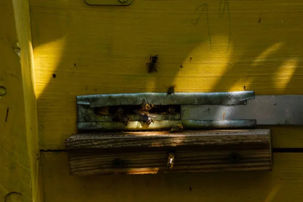 Bliski Widok Pszczół Miodnych Żółtym Ulu — Zdjęcie stockowe