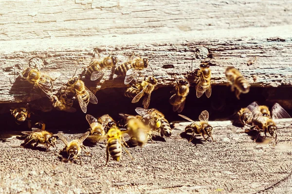 Bliski Widok Pszczół Miodnych Starym Ulu — Zdjęcie stockowe