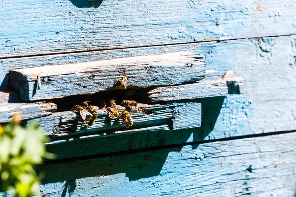 Eski Arı Kovanında Bal Arılarının Yakın Görünümü — Stok fotoğraf