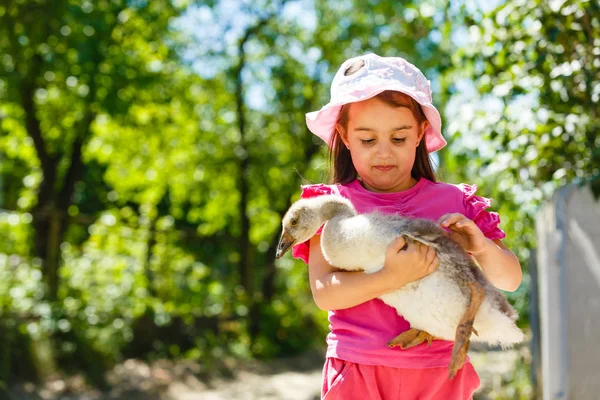 Little Girl Holding Grey Goose Hands — Stock Photo, Image