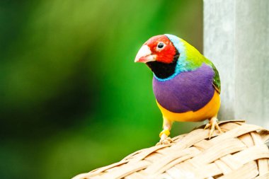 Bahçedeki güzel papağan bulanık arka planda