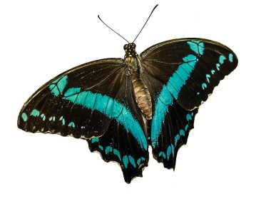 Beyaz arka planda güzel kelebeğin yakın çekimi