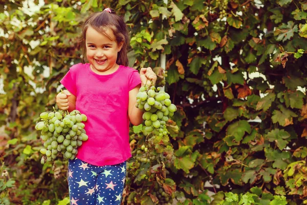 Маленька Дівчинка Збирає Стиглий Виноград Саду — стокове фото