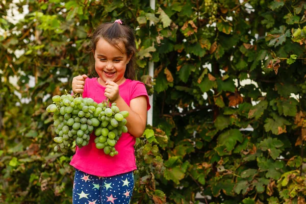 Маленька Дівчинка Збирає Стиглий Виноград Саду — стокове фото