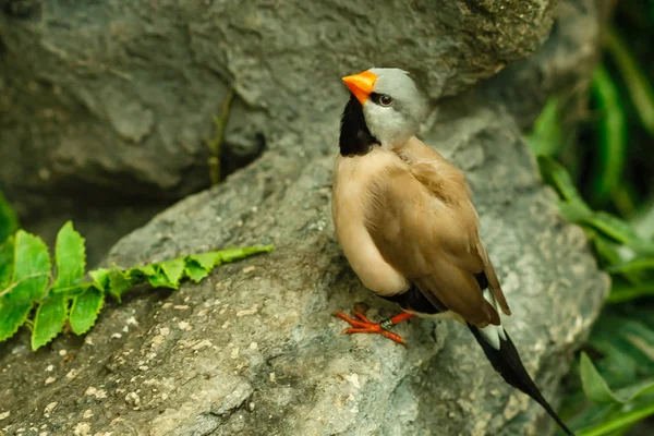 Nahaufnahme Eines Vogels Der Auf Einem Felsen Sitzt — Stockfoto