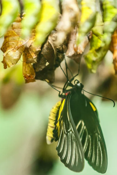 Vista Vicino Farfalla Neonata Bozzoli Verdi — Foto Stock