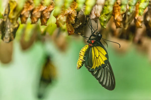 Закрытый Вид Новорожденных Бабочек Зеленых Коконов — стоковое фото