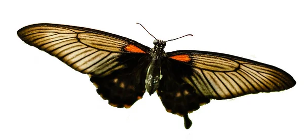 Красивый Профиль Верхнего Крыла Бабочки Изолирован Белом Фоне — стоковое фото