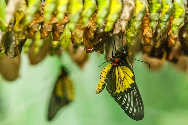 近距离观察新生的蝴蝶和绿色蚕丝 — 图库照片