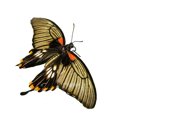 白色背景的色彩艳丽的蝴蝶 — 图库照片