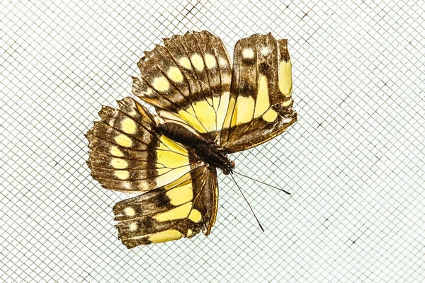 Color Mariposa Volando Aislado Blanco — Foto de Stock