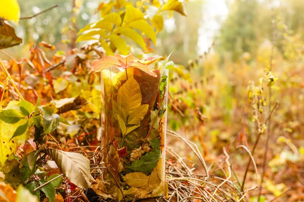 Сбор Осенних Листьев Прозрачной Коробке — стоковое фото