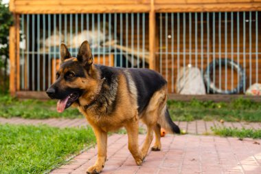 Bahçede uzun saçlı bir Alman çoban köpeği.