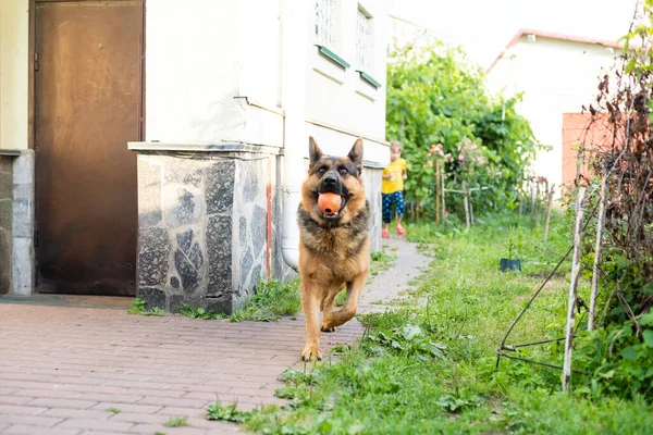 Egy Hosszú Hajú Német Pásztor Udvaron — Stock Fotó